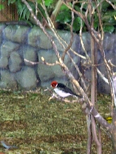 Niagara Falls Aviary