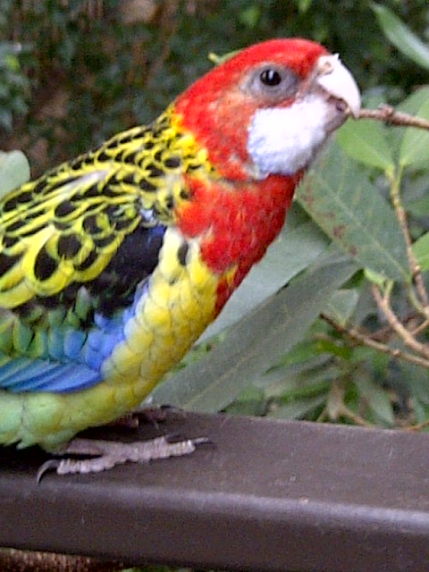 Niagara Falls Aviary