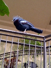 Niagara Falls Aviary