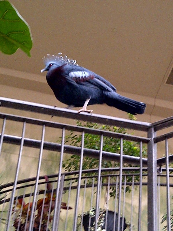 Niagara Falls Aviary