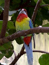 Niagara Falls Aviary