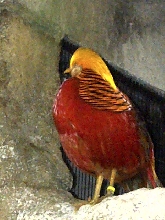 Niagara Falls Aviary