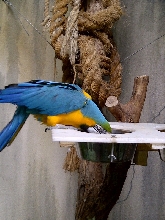 Niagara Falls Aviary