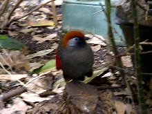Niagara Falls Aviary