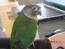 Bella
