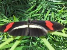 Niagara Falls Butterfly farm
