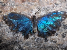 Niagara Falls Butterfly farm