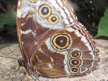 Niagara Falls Butterfly farm