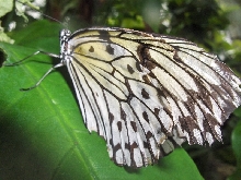 Niagara Falls Butterfly farm