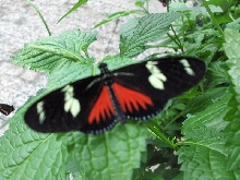 Niagara Falls Butterfly farm
