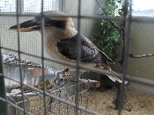 Niagara Falls Aviary