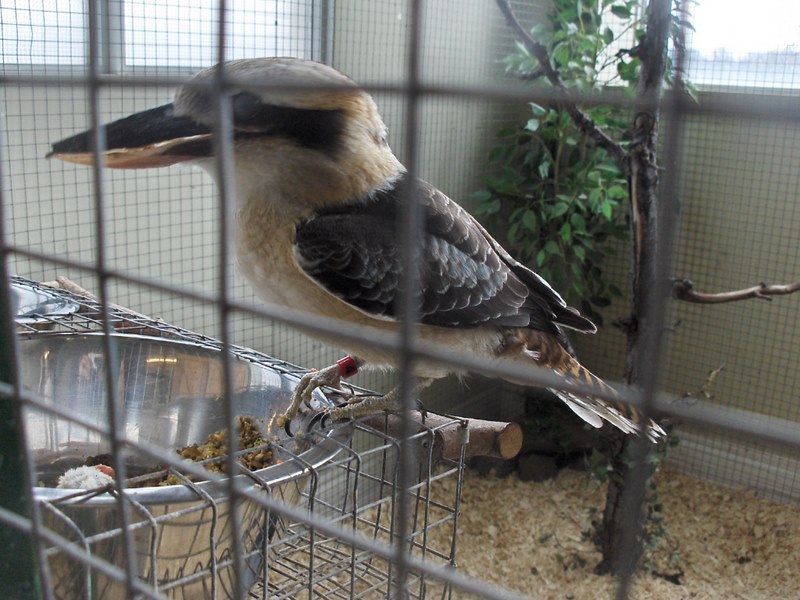 Niagara Falls Aviary