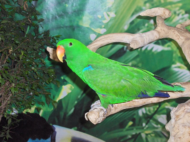 Niagara Falls Aviary