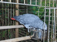 Niagara Falls Aviary