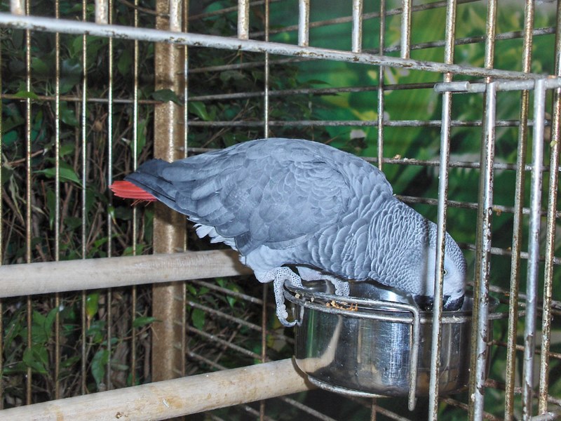 Niagara Falls Aviary