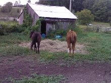 Horses at Camp Grubby
