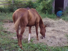 Horses at Camp Grubby