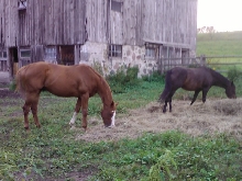 Horses at Camp Grubby