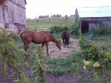 Horses at Camp Grubby