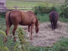 Horses at Camp Grubby