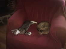 Kitten with Mom