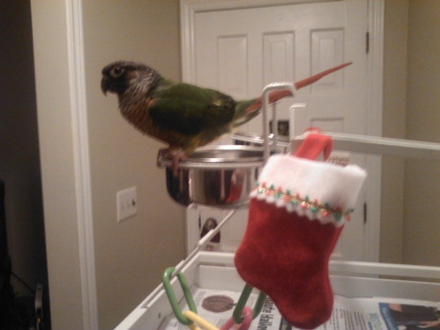 Bella on Cage