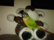 Bella and the Teddy Bear