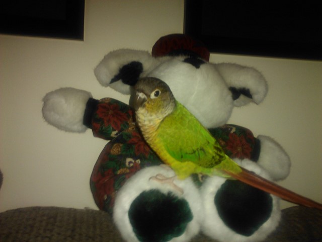 Bella and the Teddy Bear