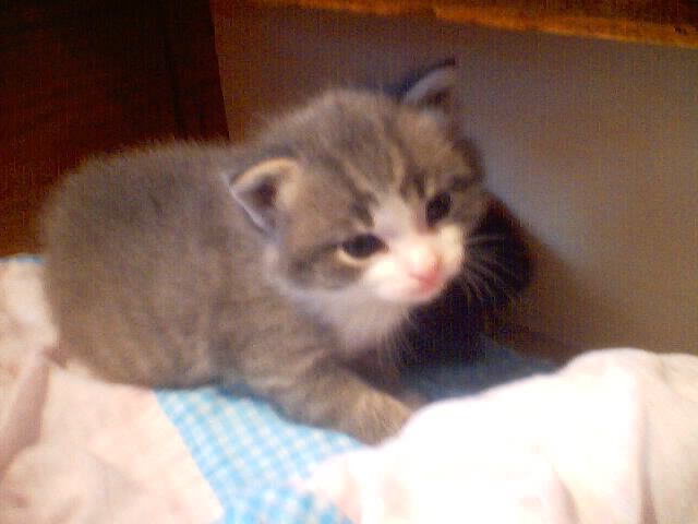 BabyBoy