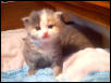 Female Kitten