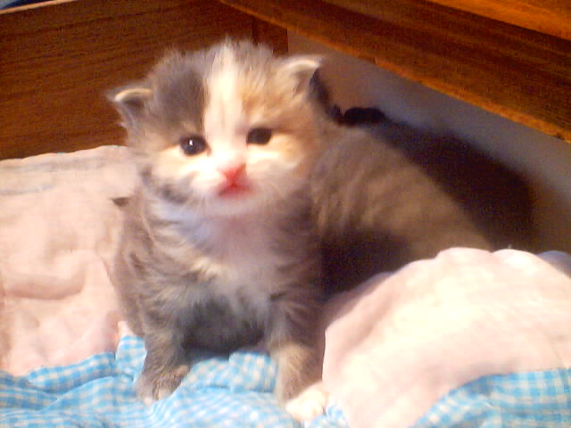 Female Kitten