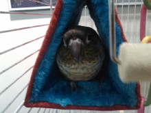 Bella in her tent