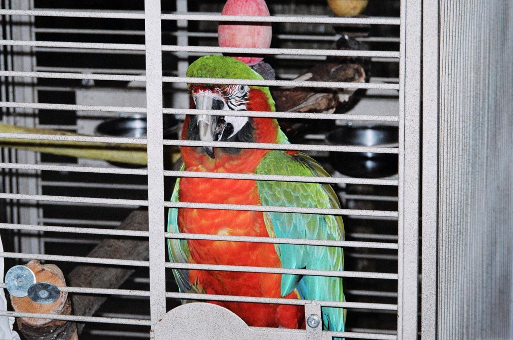 Bird
