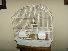 Our new Bourke Parakeet