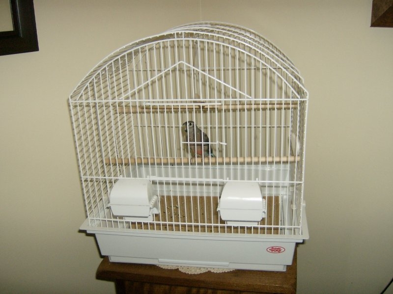 Our new Bourke Parakeet