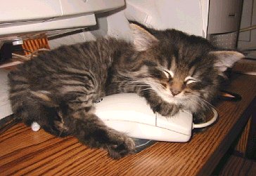 Cat and Mouse