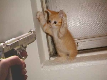 Stick Em Up Kitty