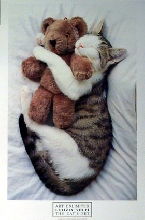A cat and his teddy bear