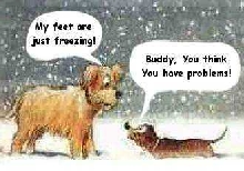 Dog in Snow