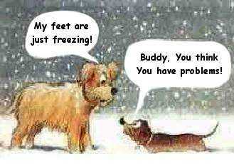 Dog in Snow