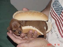 Hot Dog anyone?