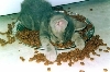 Hungry Cat