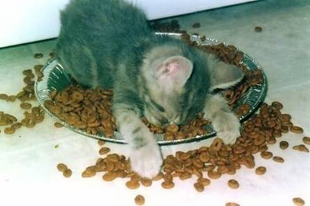 Hungry Cat