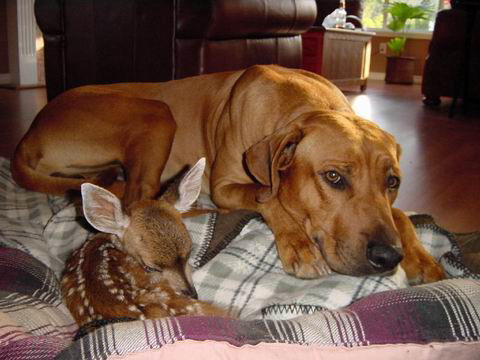 Dog plus Fawn, 1 of 3