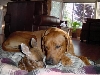 Dog plus Fawn, 2 of 3