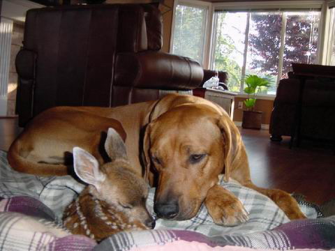 Dog plus Fawn, 2 of 3