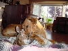 Dog plus Fawn, 3 of 3