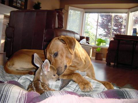 Dog plus Fawn, 3 of 3