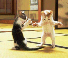 Dancin Kitties