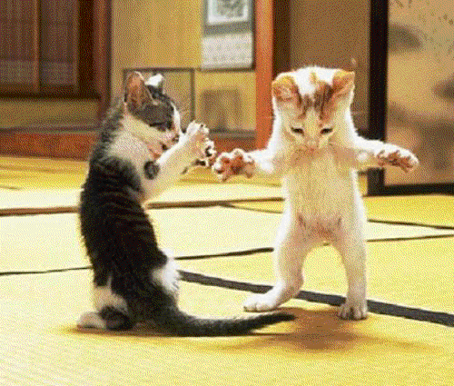 Dancin Kitties